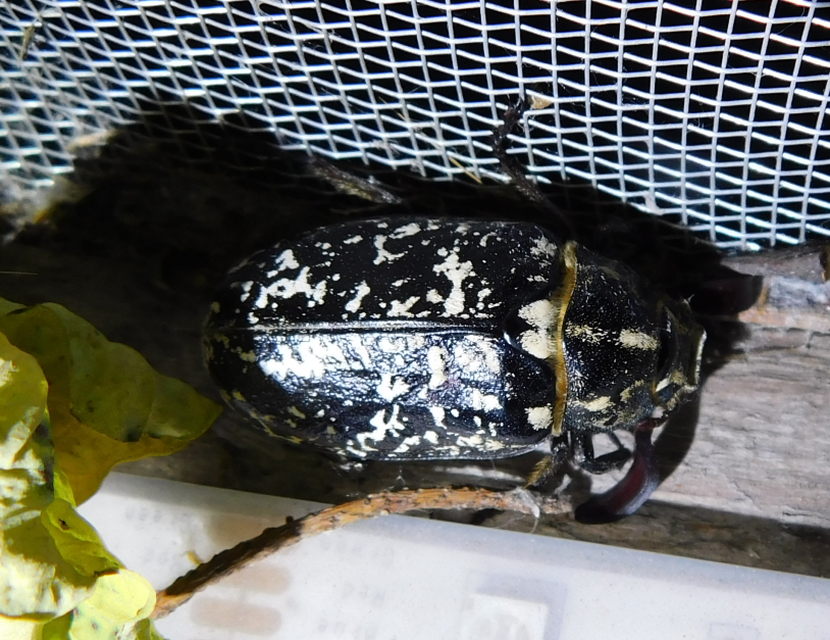 Polyphylla fullo - csapó cserebogár