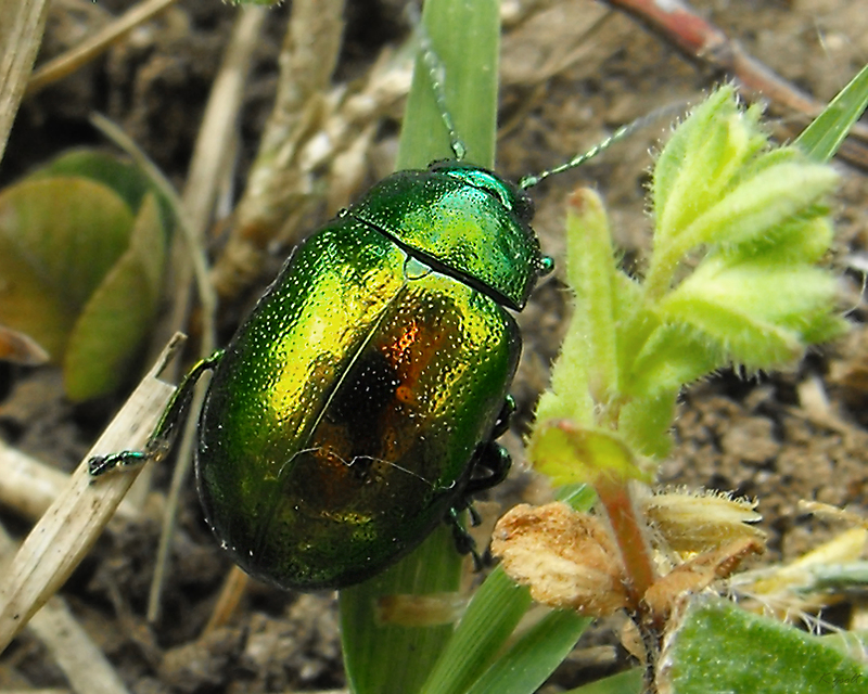 Chrysolina herbacea - zöld mentalevelész