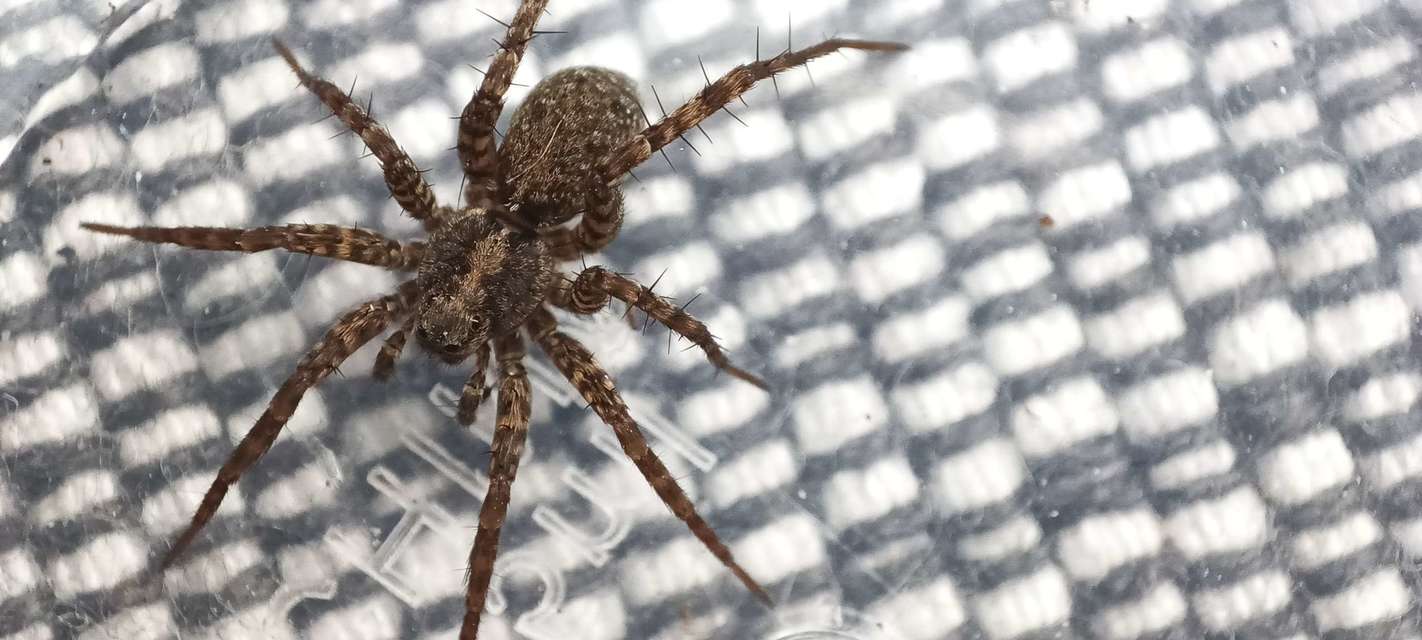Pardosa