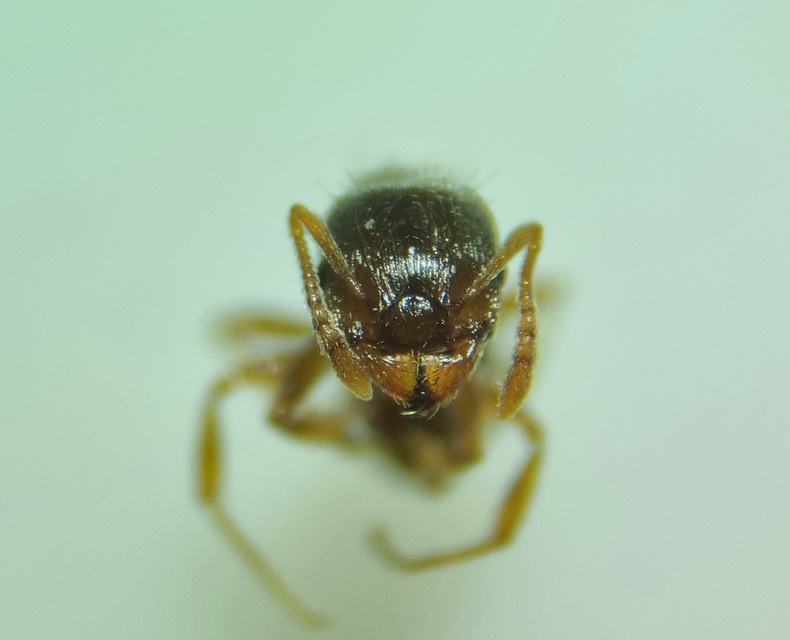 Tetramorium