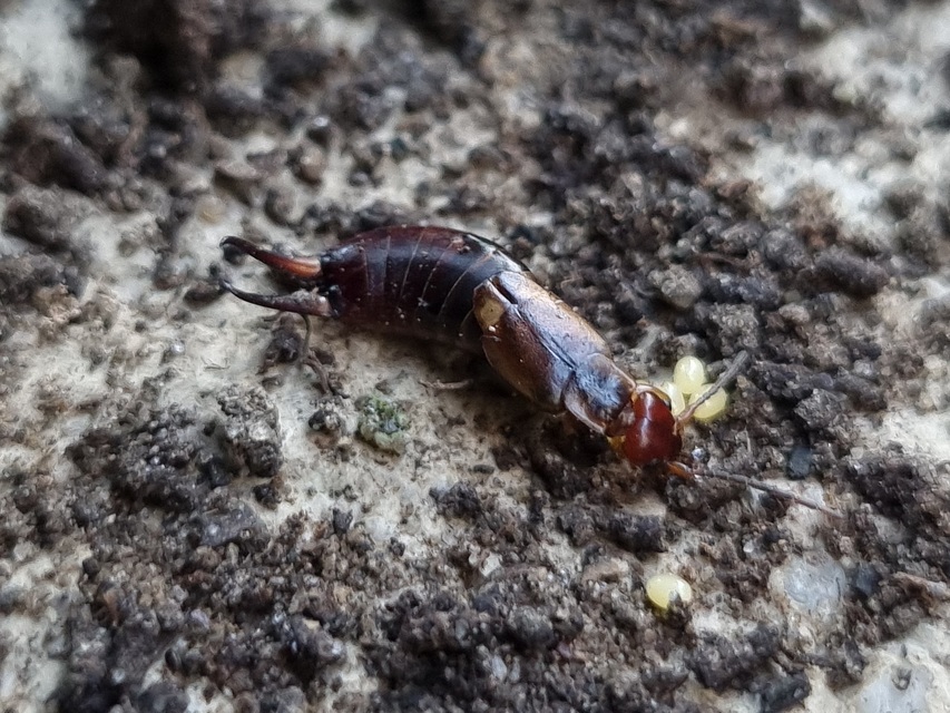 Forficula auricularia - közönséges fülbemászó