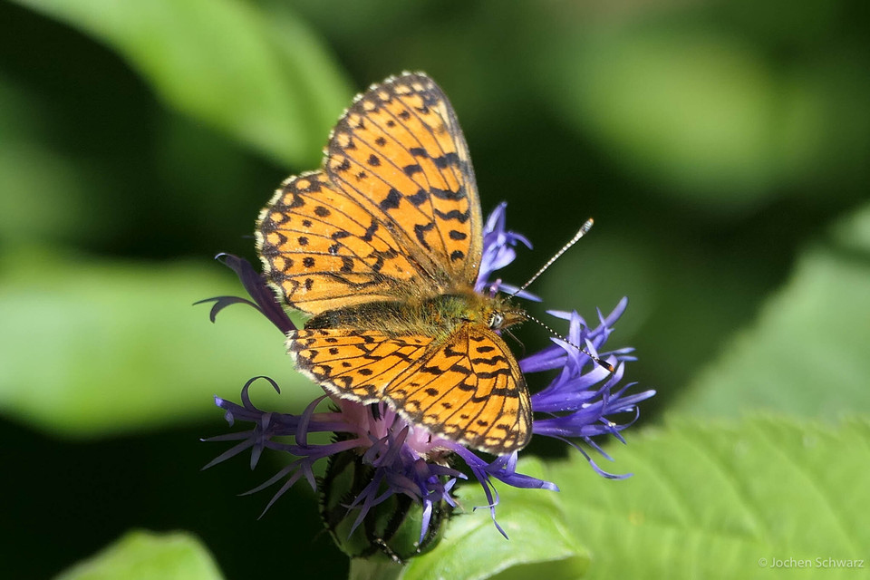 Boloria selene - fakó gyöngyházlepke