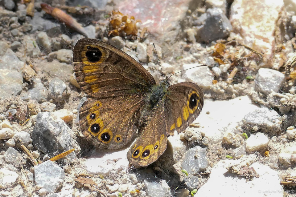 Lasiommata petropolitana - északi szemeslepke