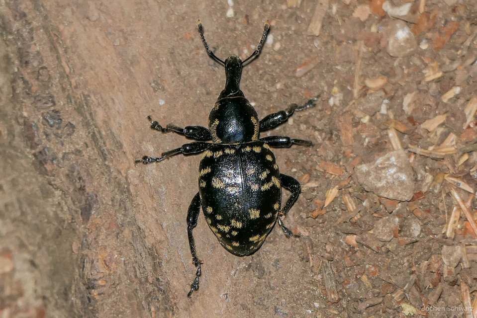 Liparus glabrirostris - közönséges acsalapuormányos