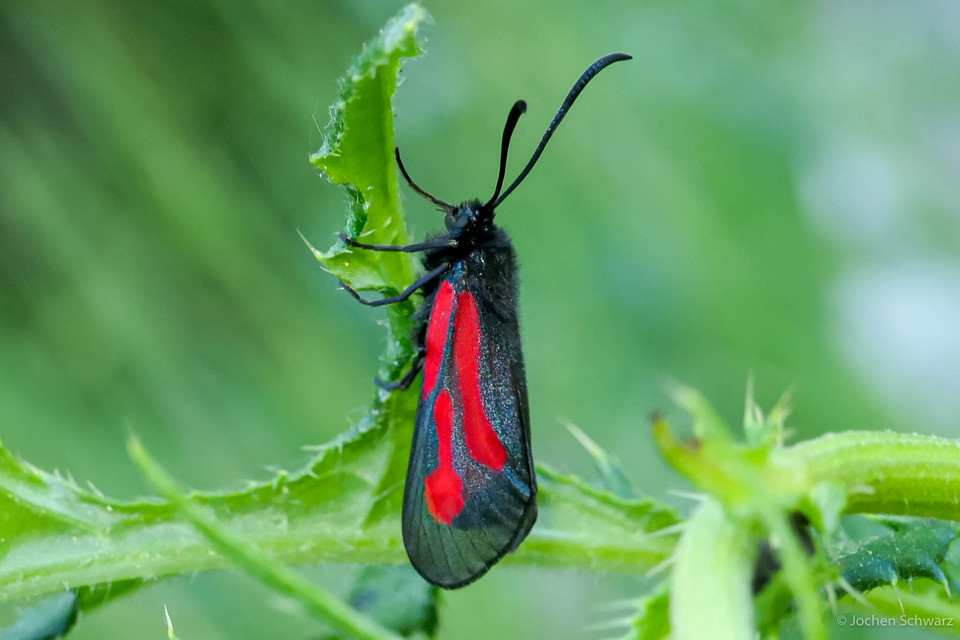 Zygaena osterodensis - ördögszem-csüngőlepke