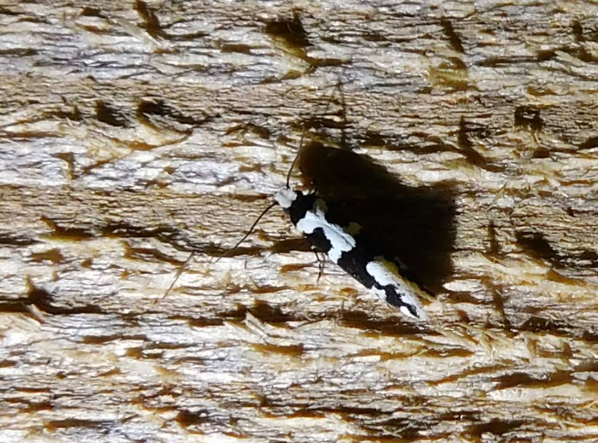 Neurothaumasia ankerella - magyarmoly