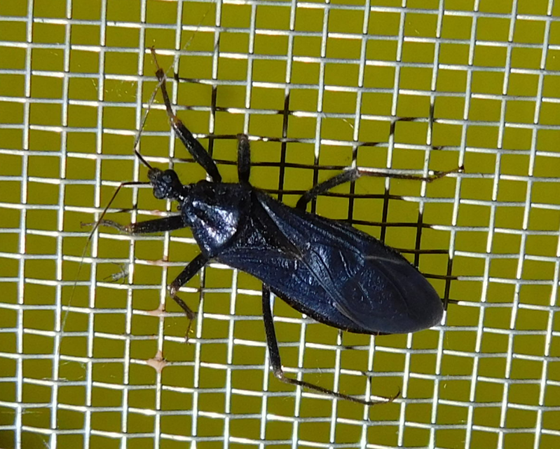 Reduvius personatus - szemetes zugpoloska