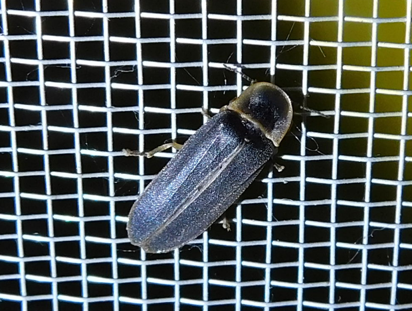 Lampyris noctiluca - nagy szentjánosbogár