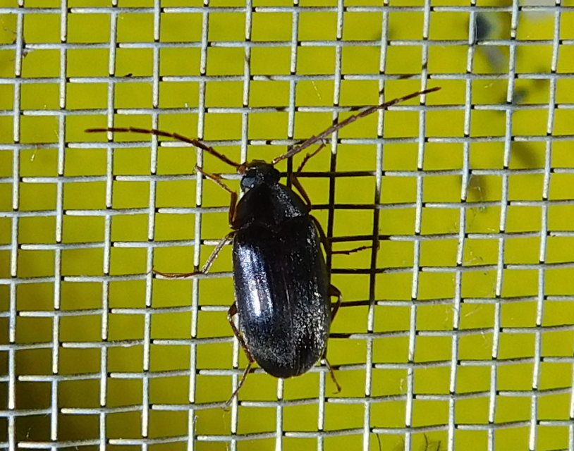 Hymenalia rufipes - rőtlábú alkonybogár