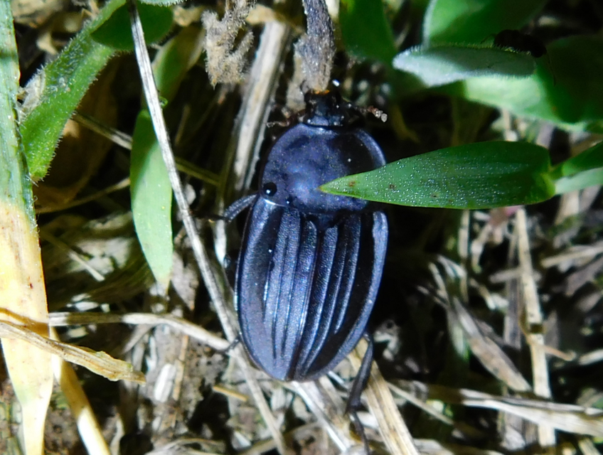 Silpha carinata - karimás dögbogár