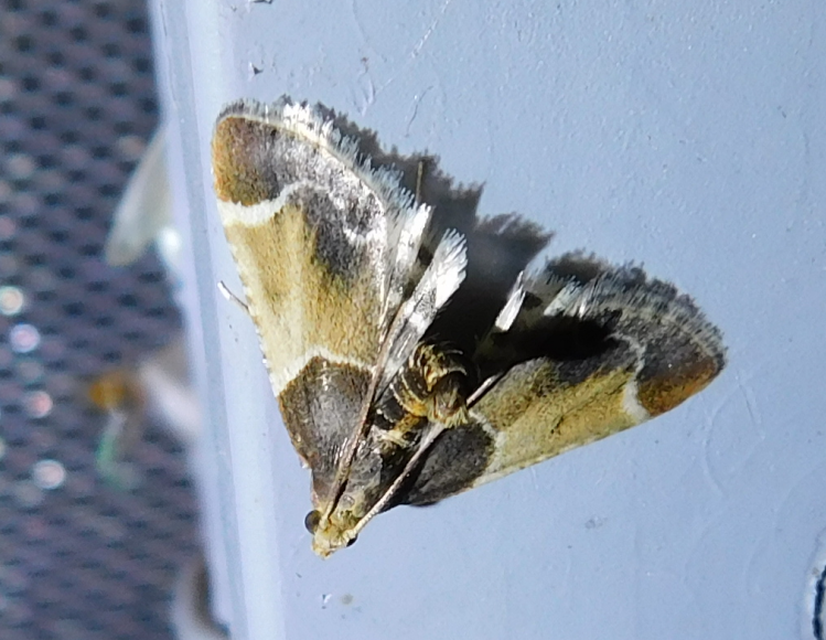 Pyralis farinalis - lisztilonca