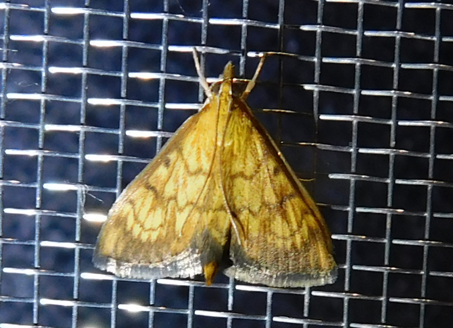 Ecpyrrhorrhoe rubiginalis - rozsdavörös tűzmoly