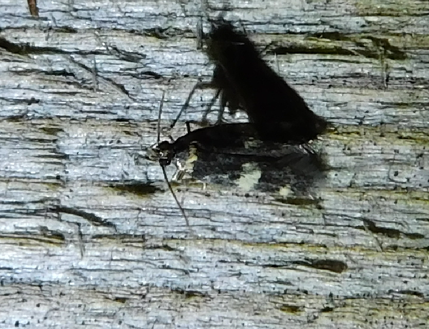 Oegoconia