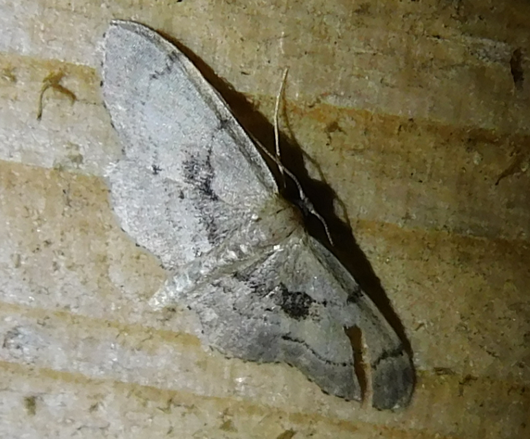 Idaea laevigata - sötétfoltos apróaraszoló