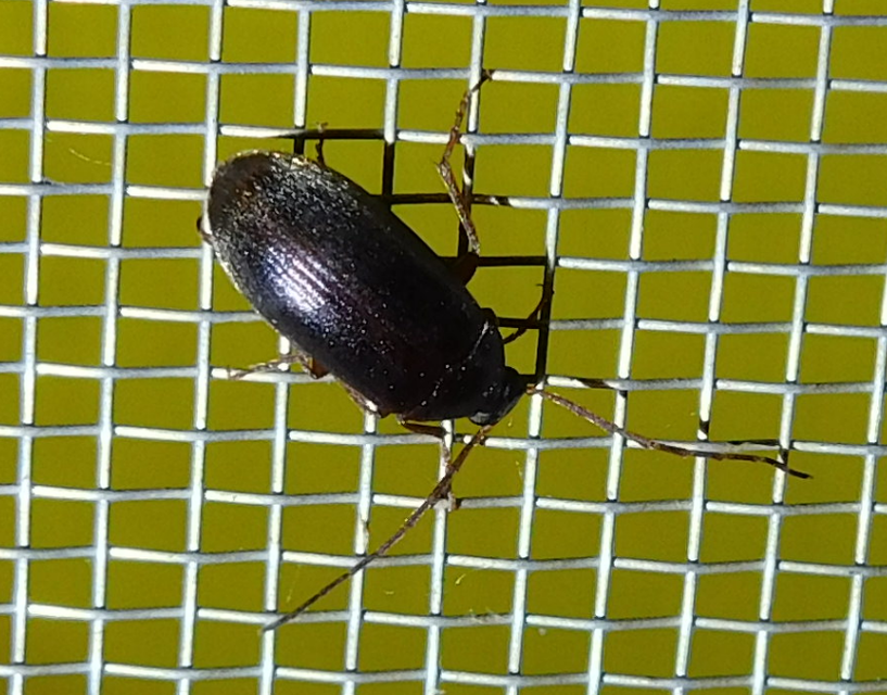 Hymenalia rufipes - rőtlábú alkonybogár