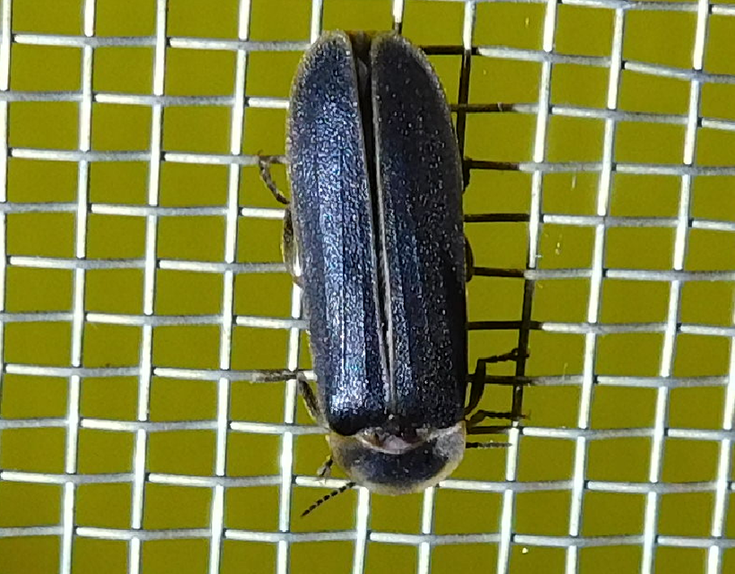 Lampyris noctiluca - nagy szentjánosbogár