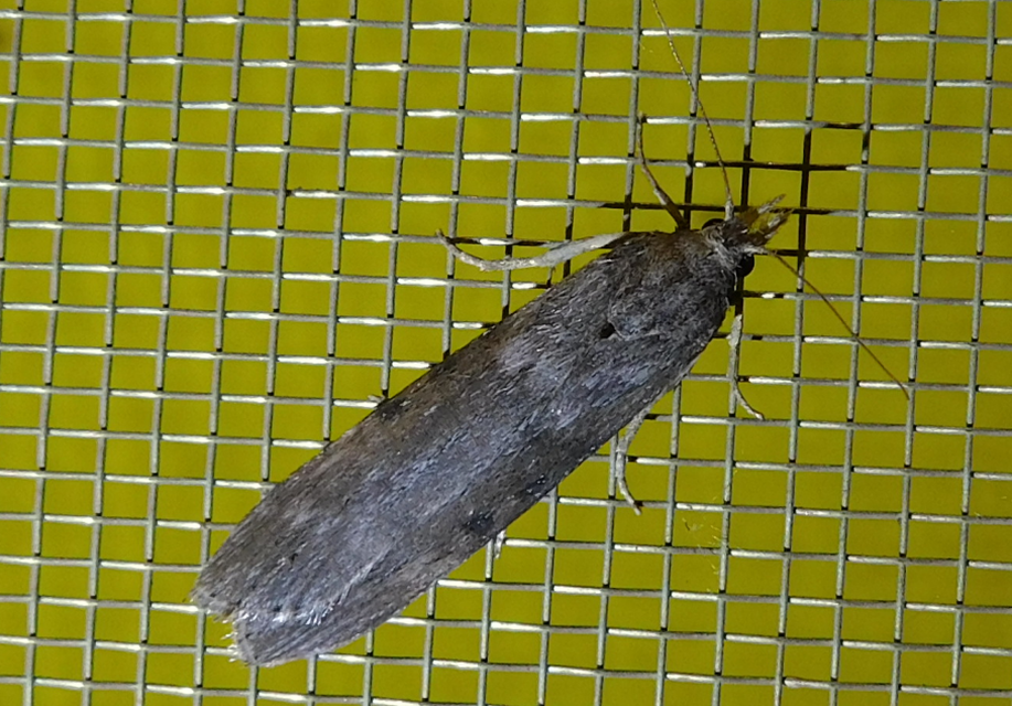 Lamoria