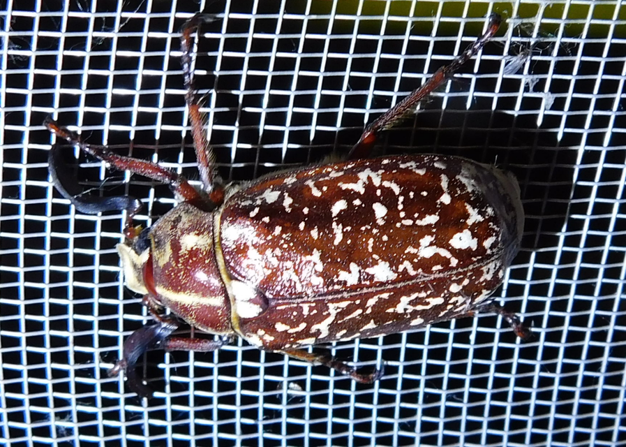 Polyphylla fullo - csapó cserebogár