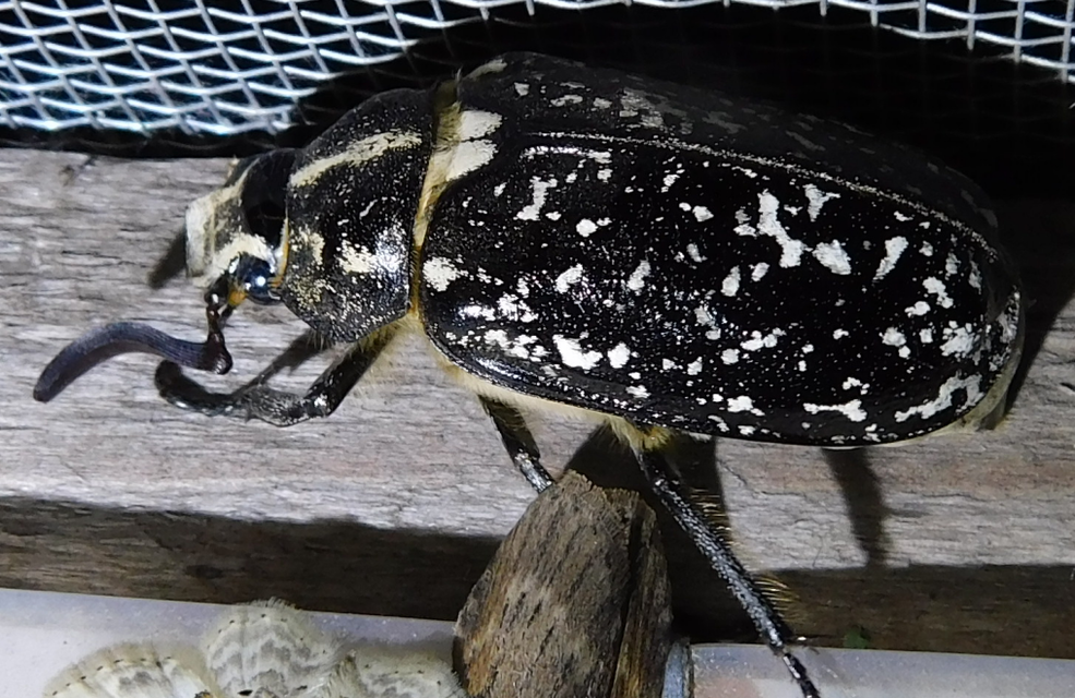 Polyphylla fullo - csapó cserebogár