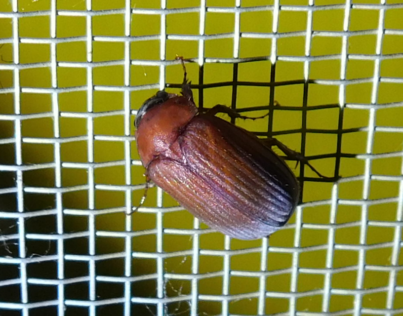 Serica brunnea - homoki kiscserebogár