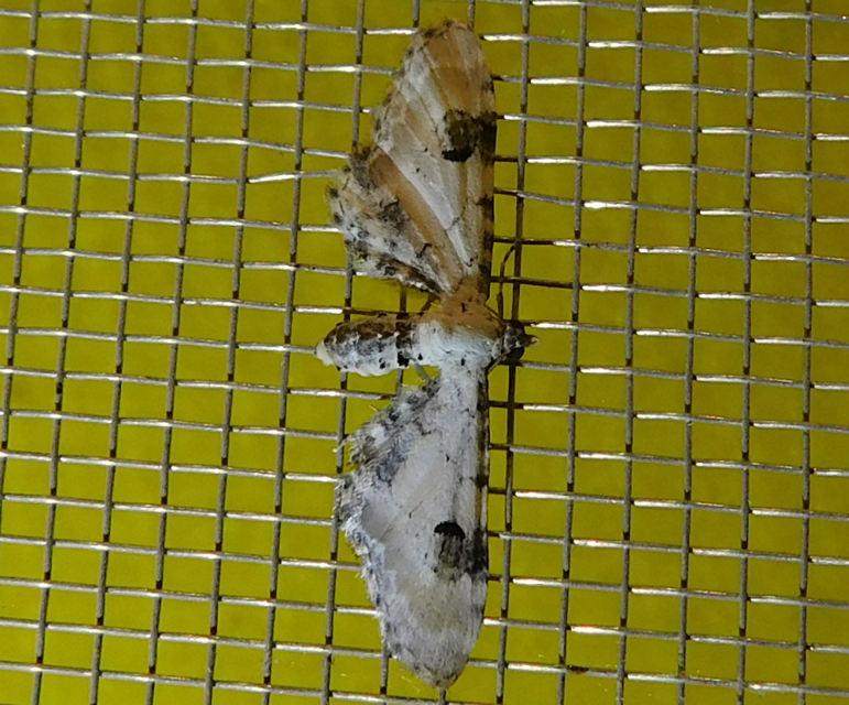 Eupithecia centaureata - búzavirág-törpearaszoló