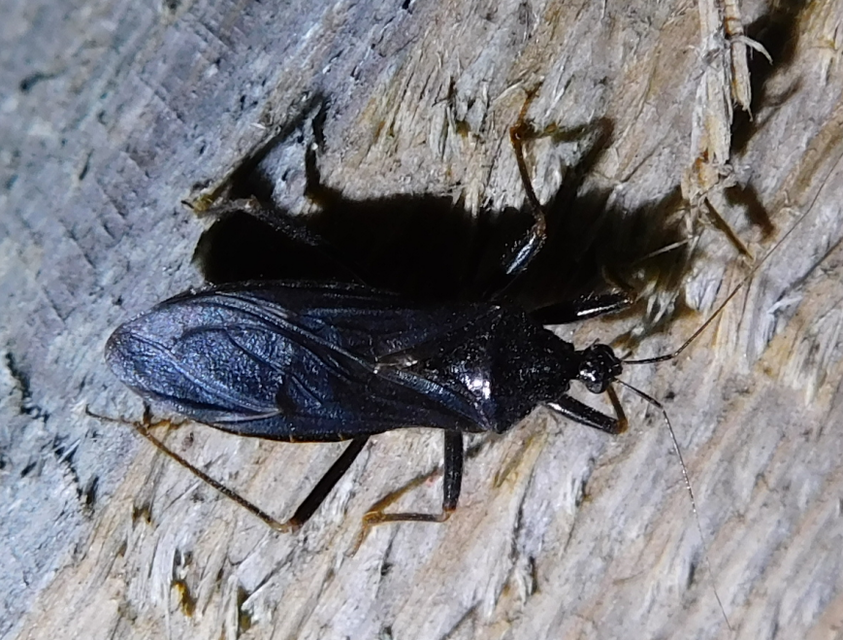 Reduvius personatus - szemetes zugpoloska