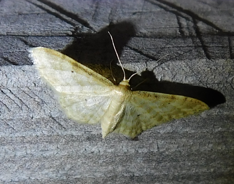 Idaea fuscovenosa - szürkeszélű apróaraszoló