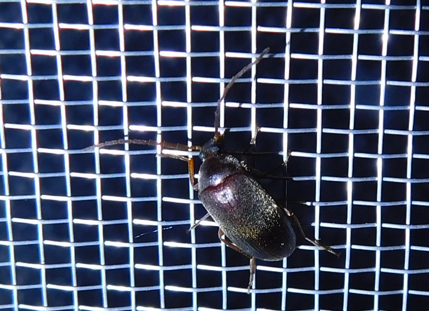 Hymenalia rufipes - rőtlábú alkonybogár