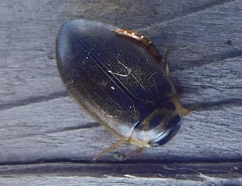 Rhantus