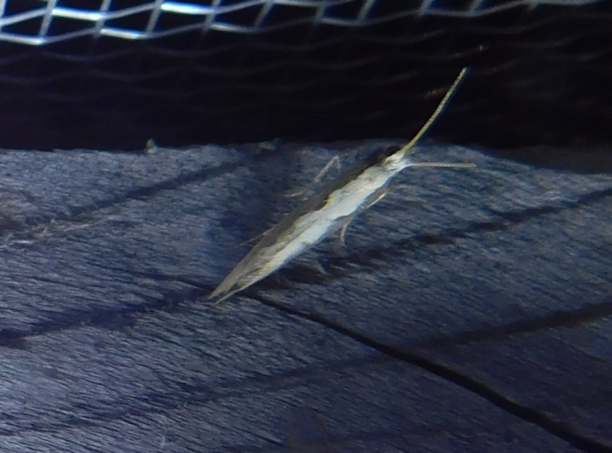 Plutella xylostella - káposztamoly