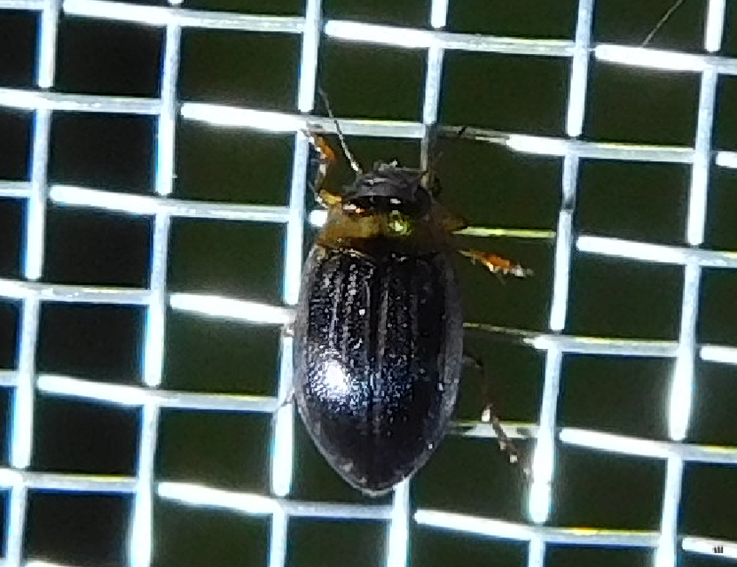 Hygrotus impressopunctatus - barázdás aprócsíkbogár Hygrotus impressopunctatus - barázdás aprócsíkbogár