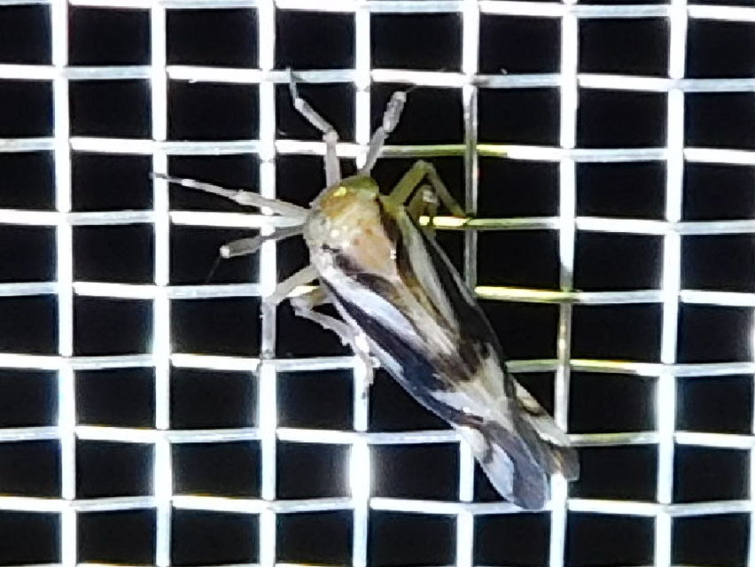 Delphax crassicornis