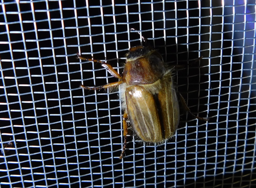 Amphimallon solstitiale - bordás sárgacserebogár