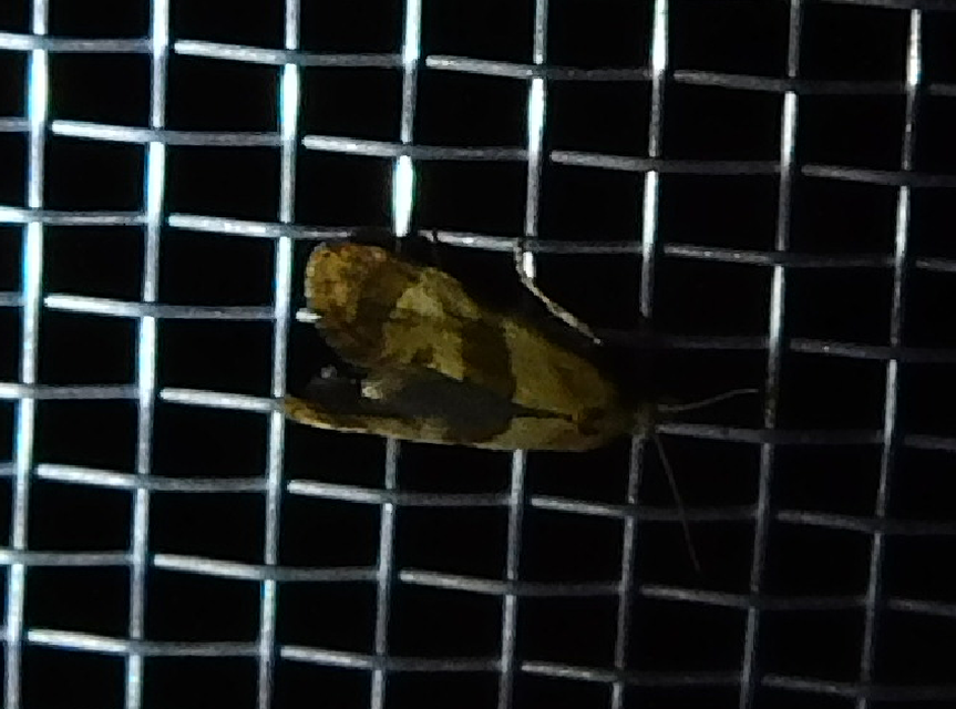 Phalonidia contractana - pipitér-fúrómoly