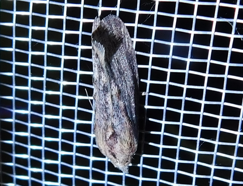 Galleria mellonella - nagy viaszmoly