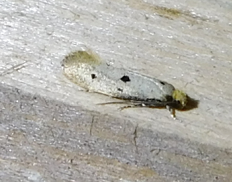 Tinea trinotella - hárompettyes fészekmoly