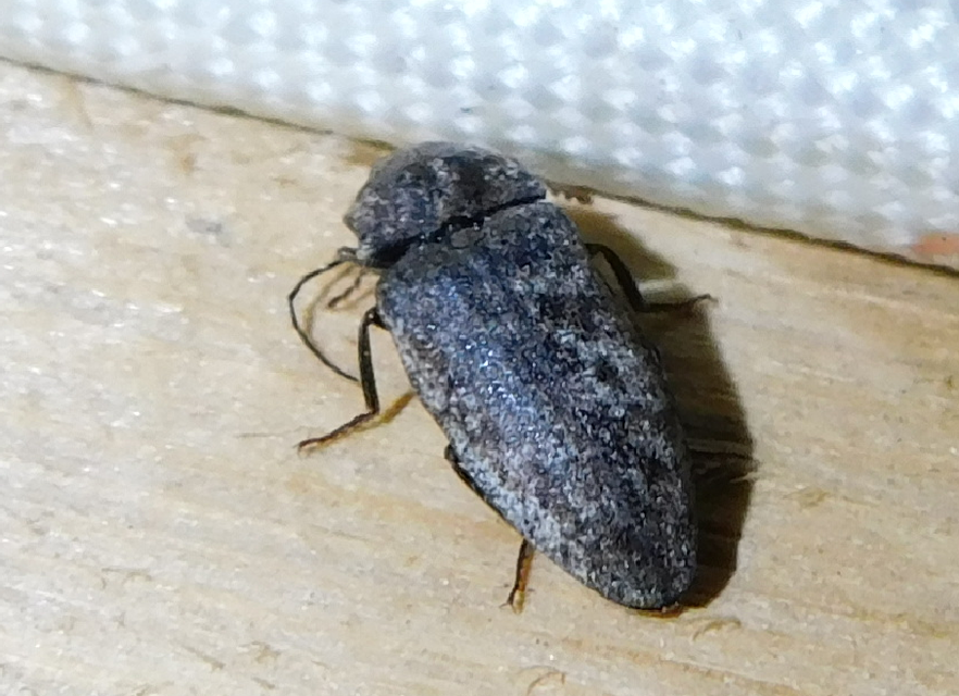 Agrypnus murinus - egérszínű pikkelyespattanó