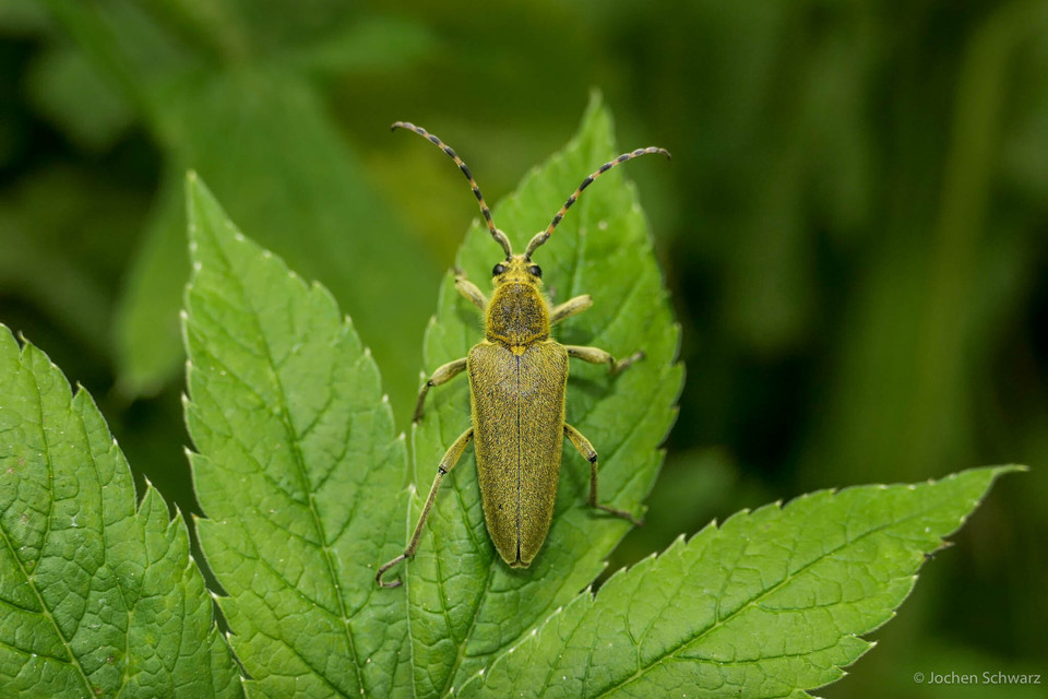 Lepturobosca virens