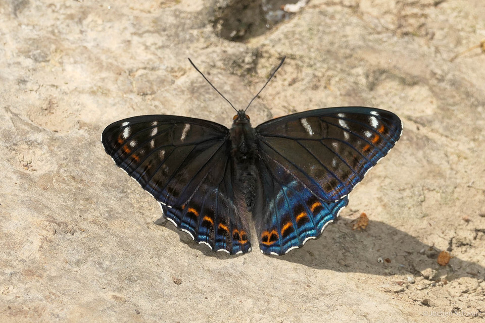 Limenitis populi - nagy nyárfalepke