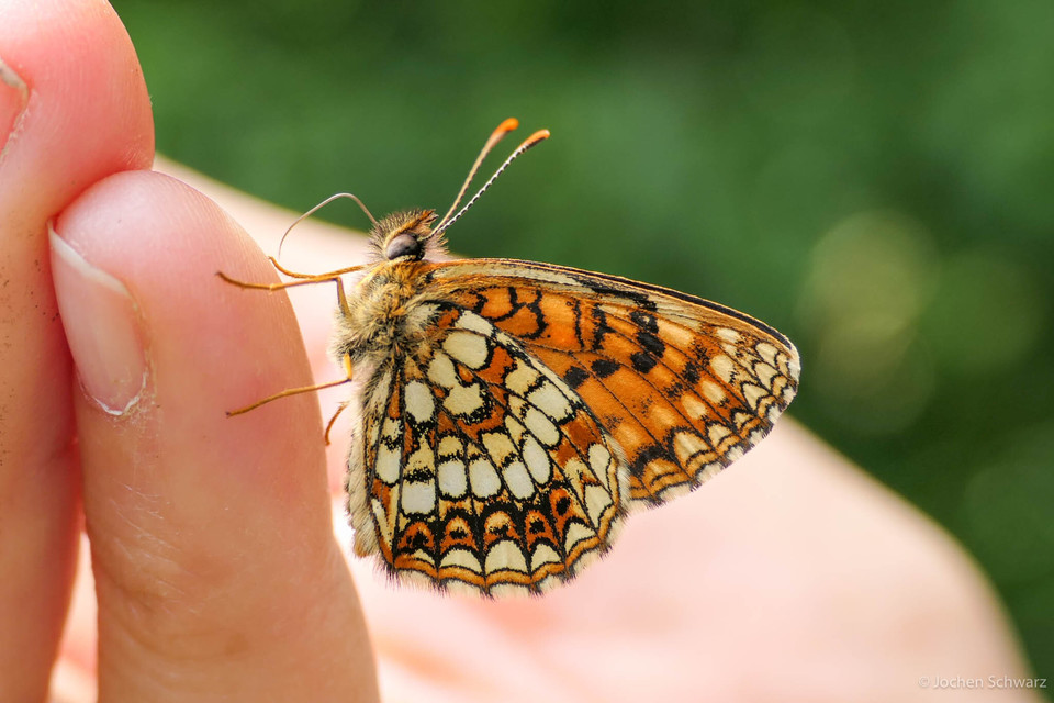 Melitaea diamina - kockás tarkalepke