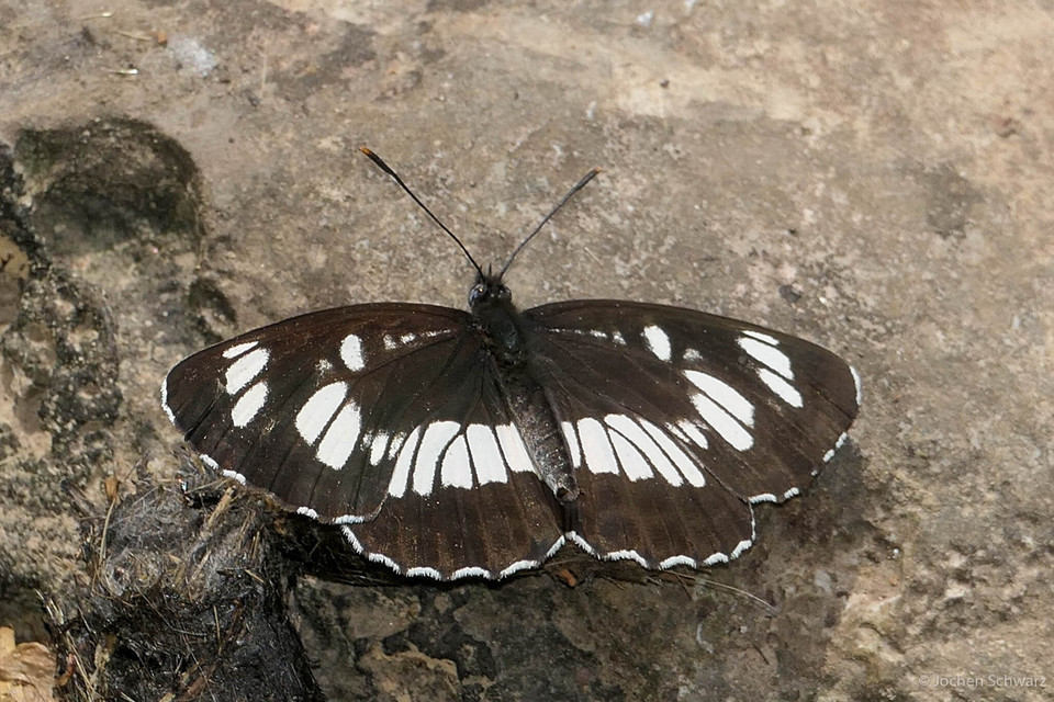 Neptis rivularis - nagy fehérsávoslepke