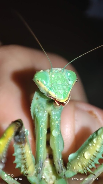 Hierodula tenuidentata - óriás ázsiai imádkozósáska