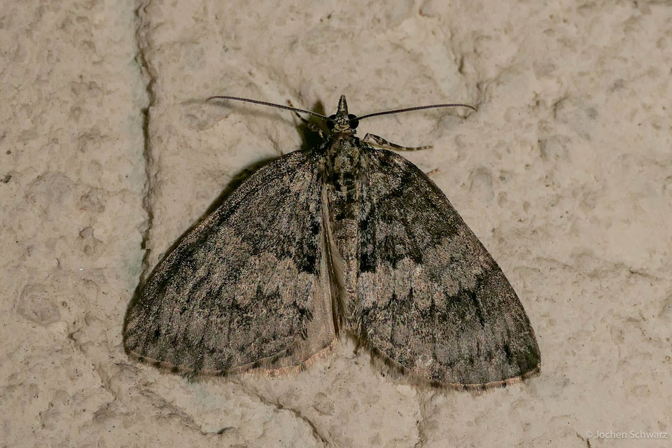 Hydriomena impluviata - égerfa-araszoló
