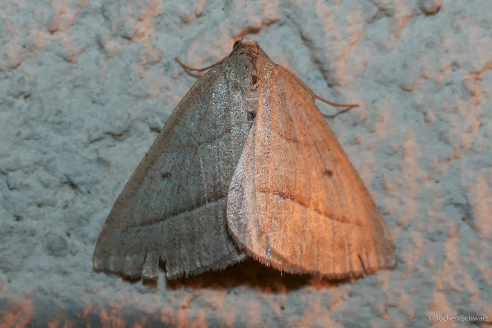 Petrophora chlorosata - páfrányaraszoló