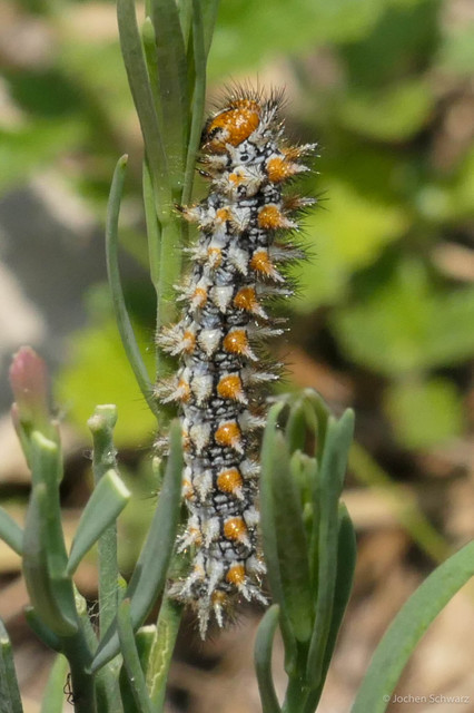Melitaea didyma - tüzes tarkalepke