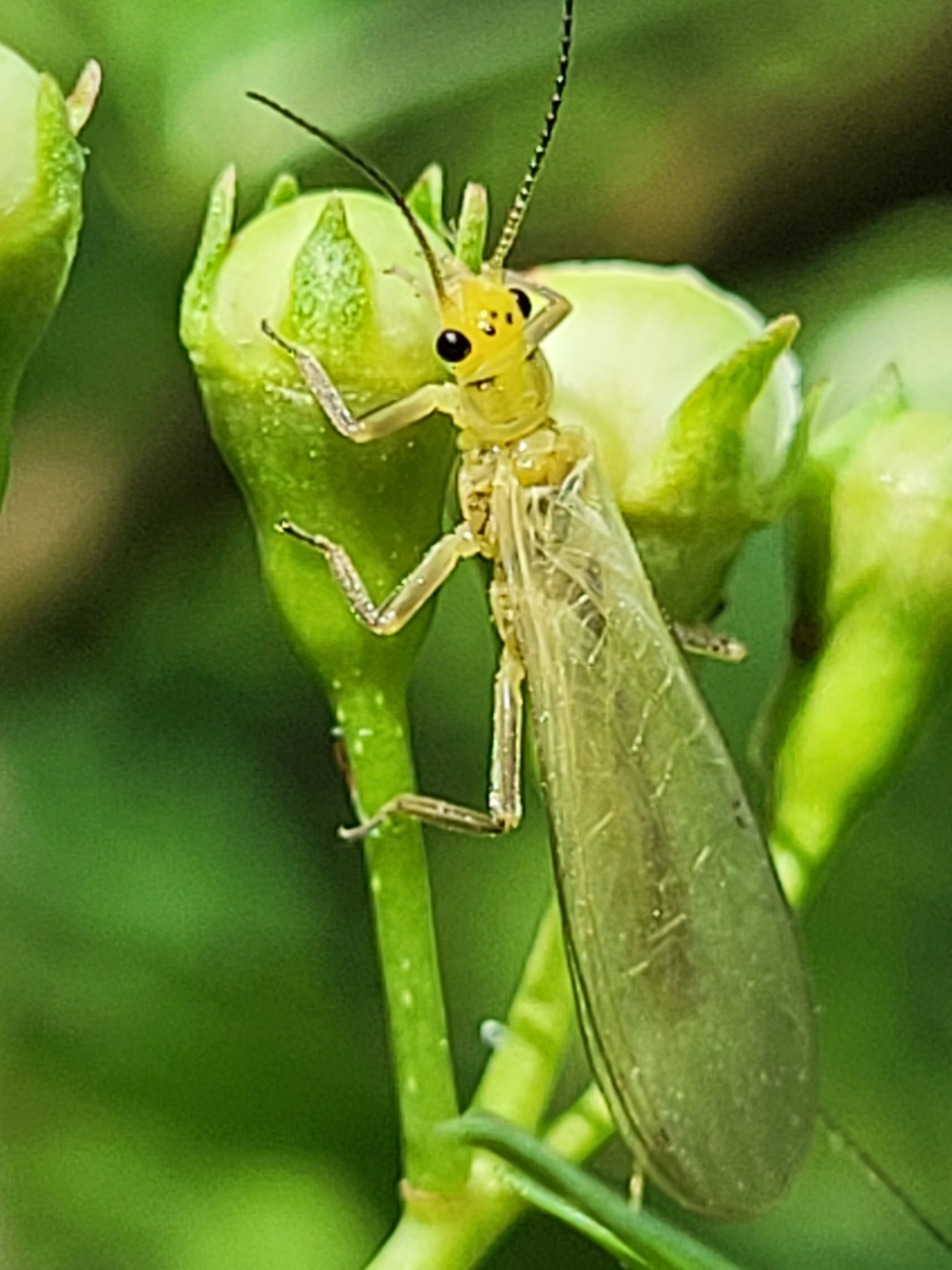Chloroperlidae