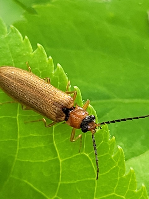 Denticollis linearis - dülledtszemű pattanó