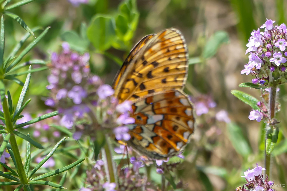 Boloria euphrosyne - árvácska-gyöngyházlepke