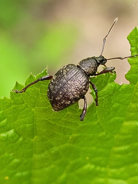 Dodecastichus inflatus - barázdásorrú gyalogormányos