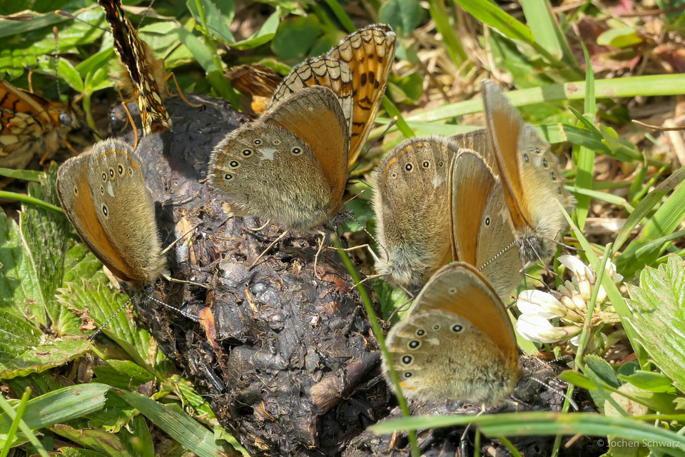 Coenonympha glycerion - közönséges szénalepke